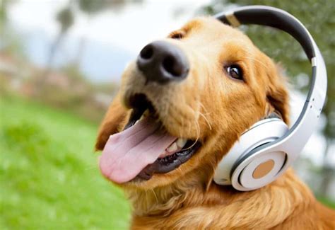 does loud music hurt dogs ears? How it affects their hearing and what you can do about it